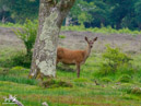 Roe - Sarna